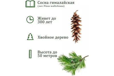 Гималайская сосна стоковое изображение. изображение насчитывающей  ботаническую - 159814231