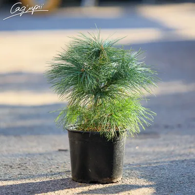 Сосна гималайская (Pinus wallichiana) — НКО \"NORD-NUC\"