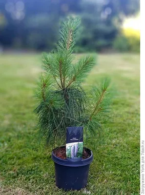 🌱 Семена Сосна Гималайская Манали, Семена, 10 шт. Цена от 350 руб. В  наборе качественные семена, инструкция и советы по проращиванию дерева  дома. Купить с доставкой и онлайн оплатой. - интернет-магазин Лесландия