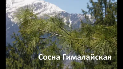 🌱 Семена Сосна Гималайская Манали, Семена, 10 шт. Цена от 350 руб. В  наборе качественные семена, инструкция и советы по проращиванию дерева  дома. Купить с доставкой и онлайн оплатой. - интернет-магазин Лесландия