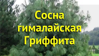 Сосна гималайская — Википедия