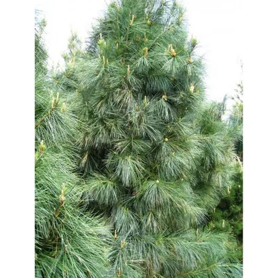 Купить семена Сосна гималайская по почте 🌲