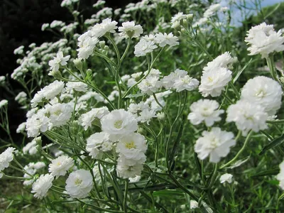 Многолетняя гипсофила, роза Bataclan, Вероника | Small flower gardens, Rose  garden landscape, Beautiful gardens