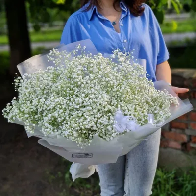 Гипсофила / «Первоцвет» Донской