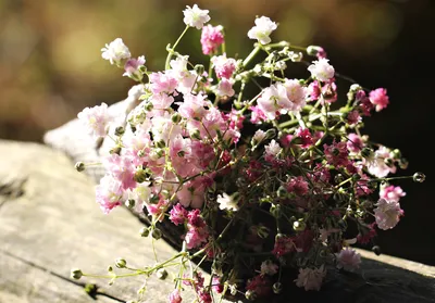 Гипсофила стенная Джипси Вайт (Gypsophila Gypsy White) Р12 — Питомник  Летний сад