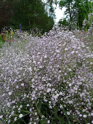Коллекционный объект БСИ ДВО РАН: Gypsophila elegans (Качим изящный или  гипсофила изящная)(Сорт:Pink)