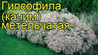 Гипсофила Gypsy Deep Rose, Sakata купить в Украине - цена, фото, отзывы |  Agrolife