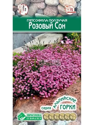 Гипсофила метельчатая. Краткий обзор, описание характеристик gypsophila  paniculata - YouTube