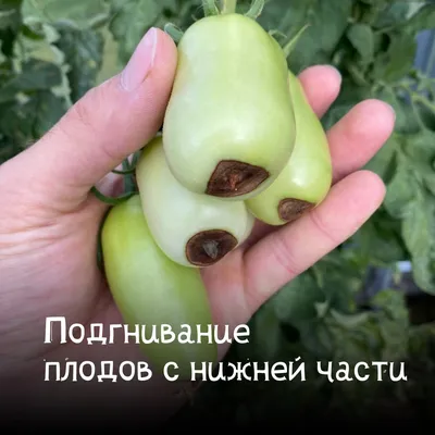 Лечение и профилактика вершинной гнили томатов