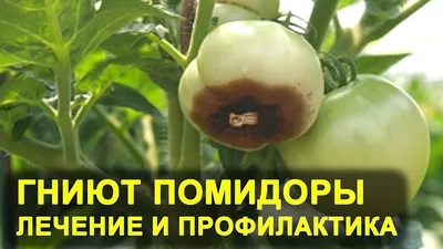 гниль на красном помидоре. болезнь помидоров. поврежденный фрукт в руке  фермера. Стоковое Фото - изображение насчитывающей листья, урожай: 228293496
