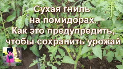 Помидоры чернеют и гниют - как спасти - отличные лайфхаки - Главред