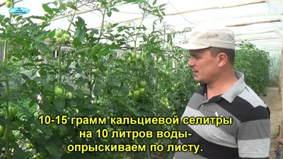 Как быстро избавить томаты от вершинной гнили: проветрить и обработать  (только без азота)
