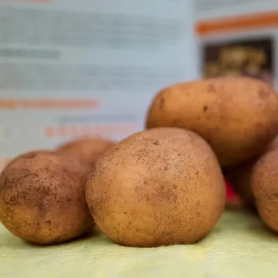 Голландские сорта картофеля заказать по почте