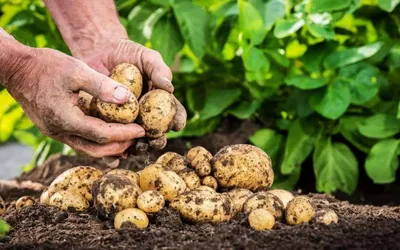 Популярные сорта картофеля для посадки в Украине — интернет магазин товаров  для сада и огорода Лето 🌿
