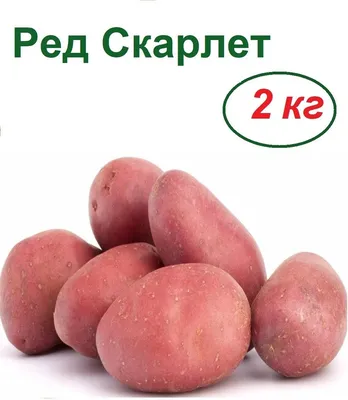 Суперранние сорта картофеля: виды и сорта - Agro-Market24