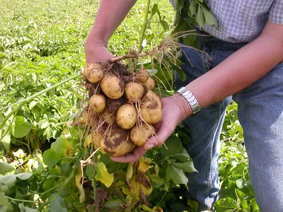 Купить семенной картофель — лучшие сорта на посадку из Голландии