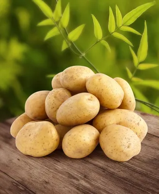 Суперранние сорта картофеля: виды и сорта - Agro-Market24
