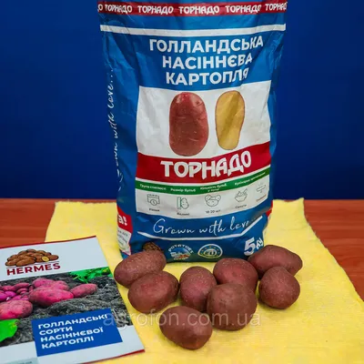 Лучшие сорта картофеля для выращивания в Беларуси: описание, фото сортов  картофеля