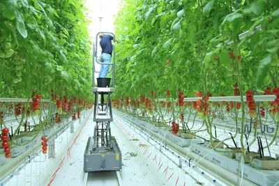 Российская Niva Greenhouses строит две теплицы в Хорезме и хочет открыть  тут центр – Spot