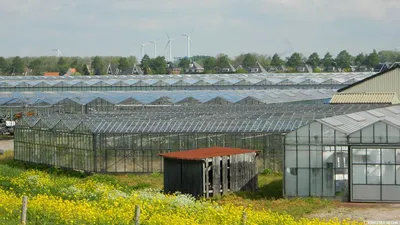 Система полипропиленового орошения для комнатных городских теплиц, 6 шт.,  голландские ведра Bato, умные Гидропонные Горшки для выращивания растений,  пластиковые горшки, овощи | AliExpress