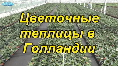 Теплица/Teplisa/Голландия/Gollandiýa | Other