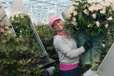 Buy Product on HUIJING GREENHOUSE