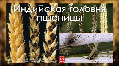 Головневые зерна пшеницы фото фото