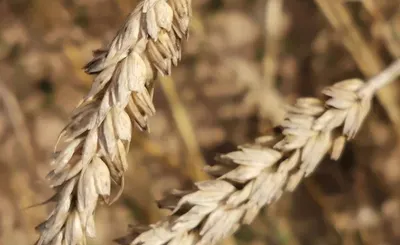 Индийская головня пшеницы - АгроПерспектива
