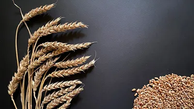 Индийская головня пшеницы - YouTube