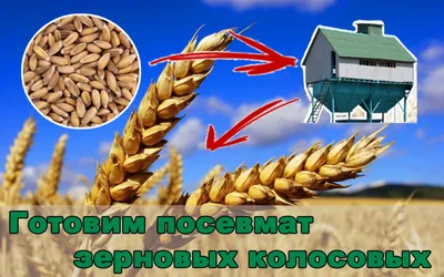 Высев протравленных семян – мера борьбы с карликовой головней пшеницы -  Рамблер/новости