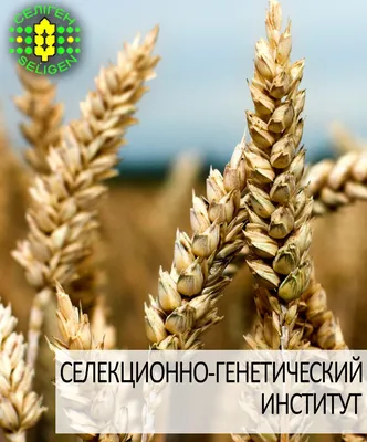 Фузариоз пшеницы: Как отличить больные зерна от розовоокрашенных и  обесцвеченных — Elevatorist.com