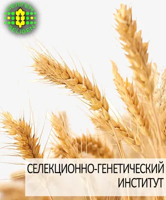 Озимая пшеница — все вопросы и ответы с агрономом Романом Карпуниным |  ГлавАгроном | Дзен