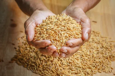 Озимая мягкая пшеница является основной зерновой культурой Республики  Молдова