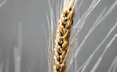Купить семена Пшеница озимая МИССИЯ ОДЕССКАЯ, Украина - Компания ФОРСАГРО