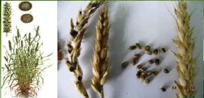 Головневые зерна можно выявить только с помощью микологического  исследования — эксперты — Elevatorist.com