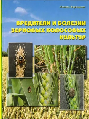 Купить семена Пшеница озимая ЖИТНИЦА ОДЕССКАЯ, Украина - Компания ФОРСАГРО