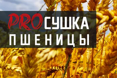 Болезнь зерна. Головня | Доска объявлений ЗерноЦентр | zernocentr.ru
