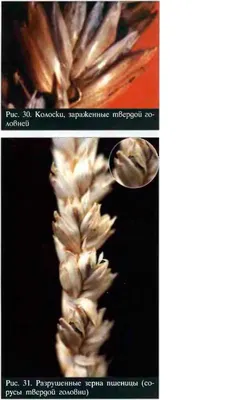 https://www.syngenta.ru/crops/crops-cereals/20200825-more-and-more-pathogens-are-found-in-cereal-seeds