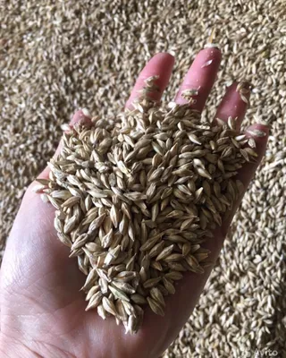 Болезни семян пшеницы | ВКонтакте