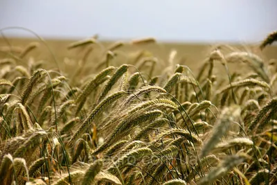 ProCушка: Как сушить пшеницу — Elevatorist.com