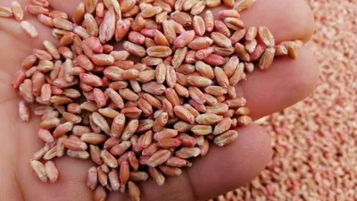 Озимая пшеница — все вопросы и ответы с агрономом Романом Карпуниным |  ГлавАгроном | Дзен