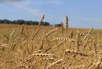 Болезни пшеницы