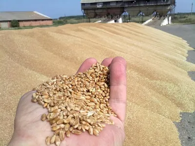 Безенчукская 205 - пшеница твёрдая яровая. Характеристики и отзывы