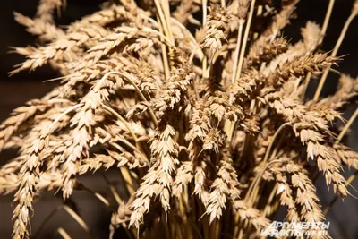 Семена пшеницы сорта Шестопаловка - купить в Украине по доступной цене |  Агро-Ритм