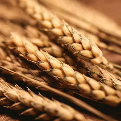 Семена озимой пшеницы \"Калидон\" Seed Grain Company (Канада)  (ID#1217852421), купить на Prom.ua