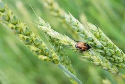 Головня пшеницы: виды и меры борьбы | АgroXXI - для аграриев и дачников |  Дзен