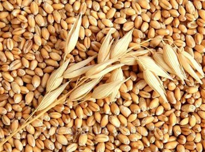 Россельхознадзор обсудил с белорусскими коллегами регионализацию и условия  поставок из Беларуси семян пшеницы после выявления опасного заболевания –  карликовой головни
