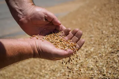 Россельхознадзор введет мониторинг карликовой головни пшеницы в 2023 году -  ПРАЙМ, 19.12.2022