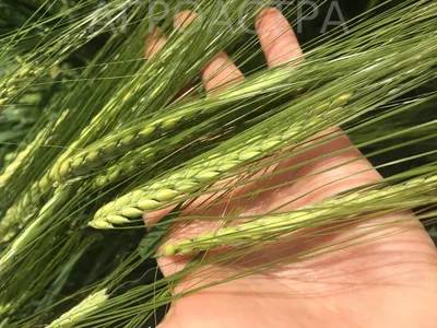 ГлавАгроном - Предпосевная подготовка семян яровой пшеницы в условиях  ресурсосберегающих технологий