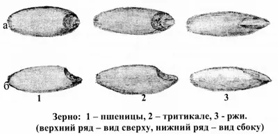 Применение фотосепараторов на предприятиях АПК